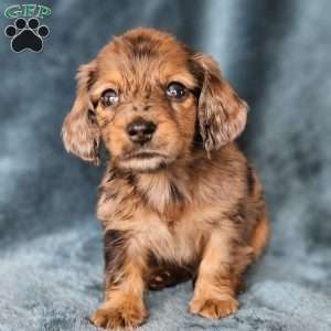Rose – mini, Dachshund Puppy