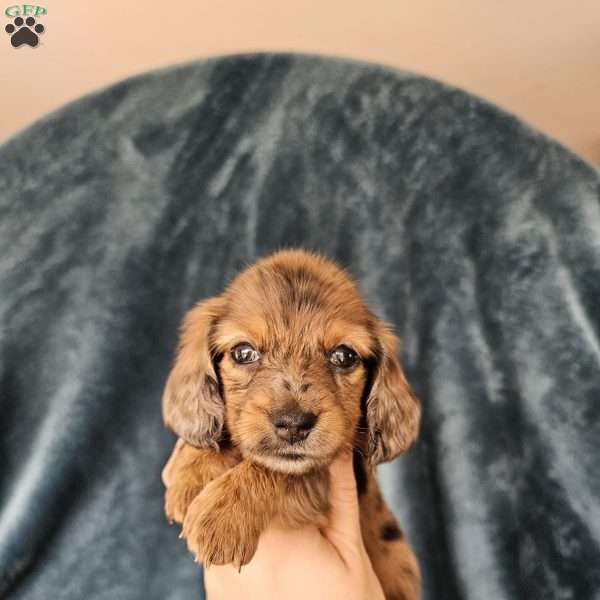 Rose – mini, Dachshund Puppy