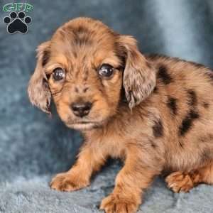 Rose – mini, Dachshund Puppy