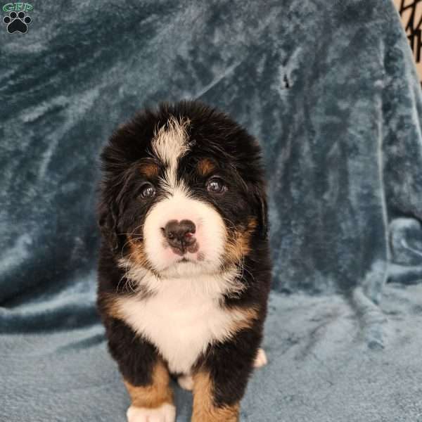 DESMOND, Bernese Mountain Dog Puppy