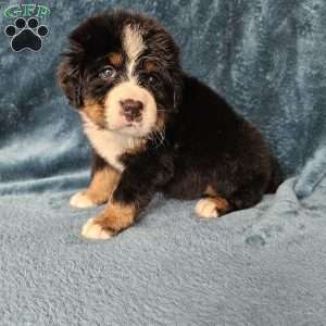 DESMOND, Bernese Mountain Dog Puppy