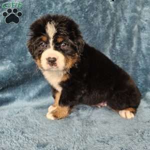 DESMOND, Bernese Mountain Dog Puppy