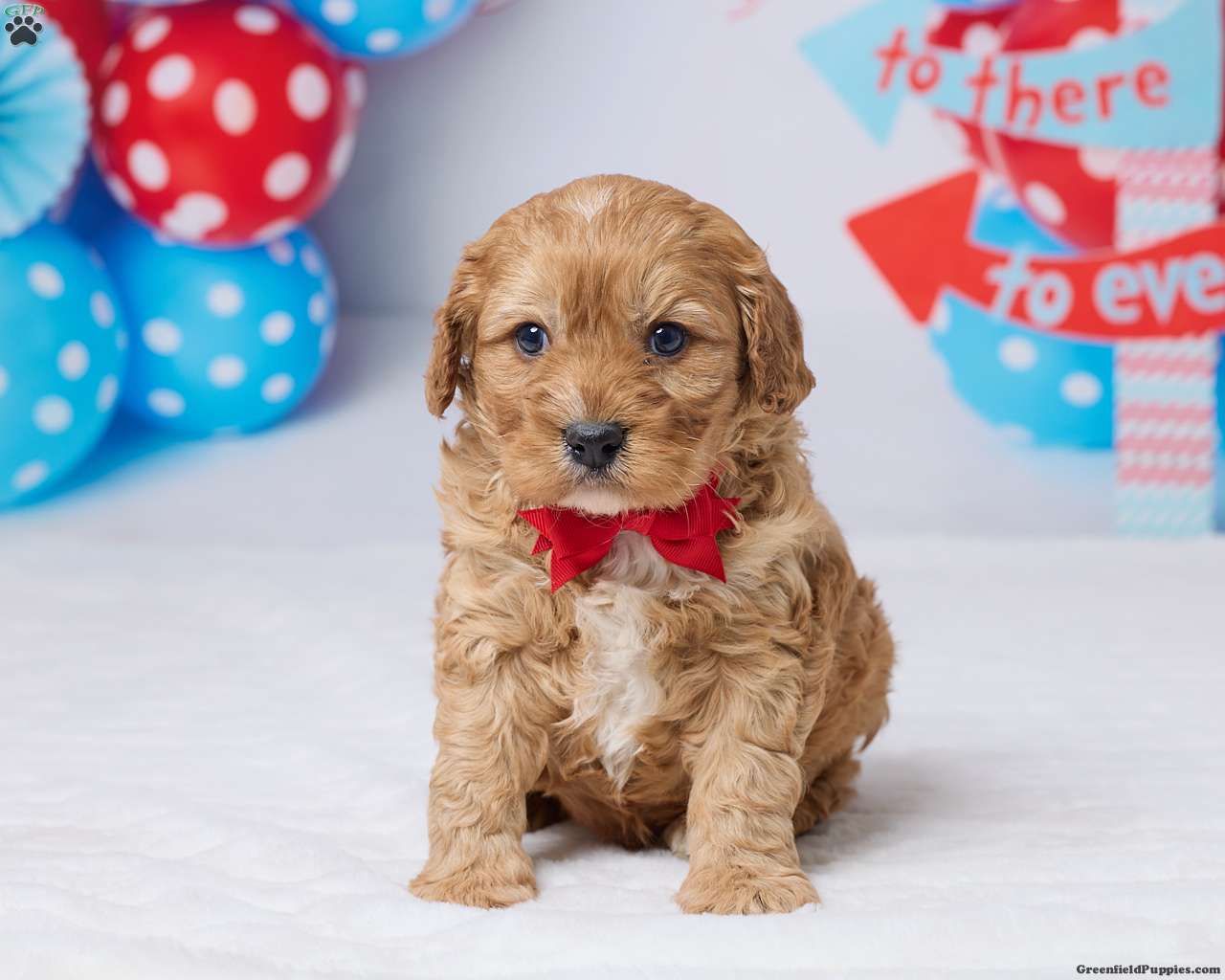 Cyrus - Cavapoo Puppy For Sale in Ohio