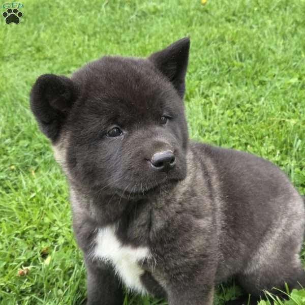 Kitkat, Akita Puppy