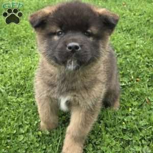 Katarina, Akita Puppy