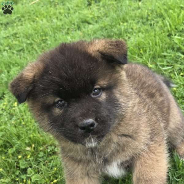 Katarina, Akita Puppy