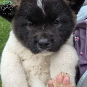 Kaysen, Akita Puppy