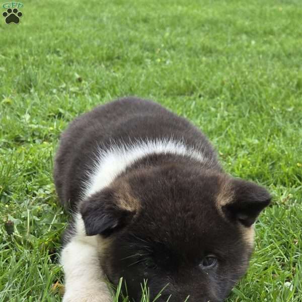 Kismet, Akita Puppy