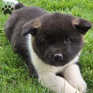 Kismet, Akita Puppy