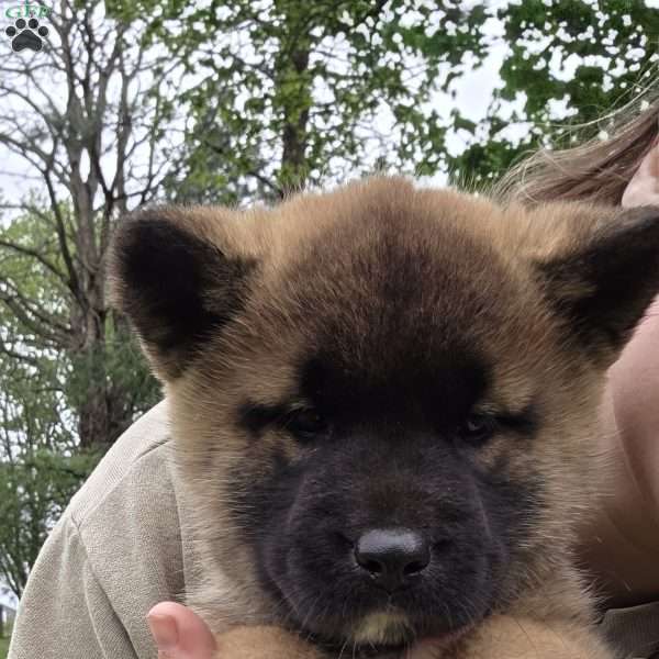 Kalina, Akita Puppy