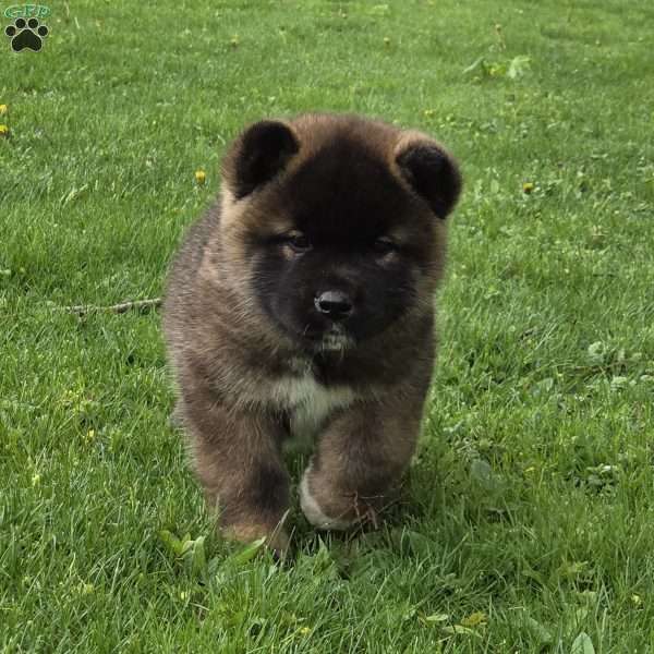 Kody, Akita Puppy