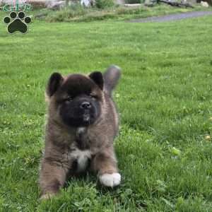 Kody, Akita Puppy