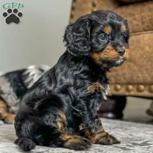 Ariel, Cavapoo Puppy