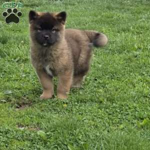 Katarina, Akita Puppy