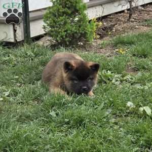 Katarina, Akita Puppy