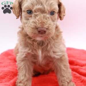 Charlie, Mini Labradoodle Puppy
