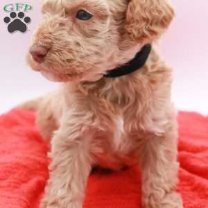 Charlie, Mini Labradoodle Puppy