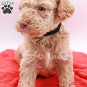 Charlie, Mini Labradoodle Puppy