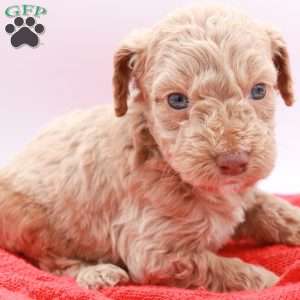 Charlie, Mini Labradoodle Puppy