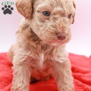 Charlie, Mini Labradoodle Puppy