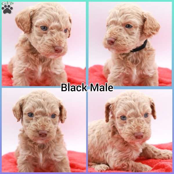 Charlie, Mini Labradoodle Puppy