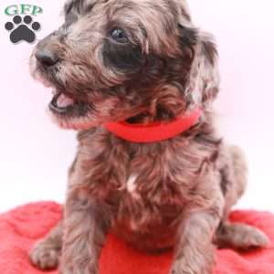 Phoenix, Mini Labradoodle Puppy