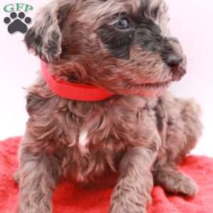 Phoenix, Mini Labradoodle Puppy