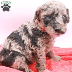 Phoenix, Mini Labradoodle Puppy