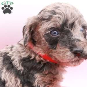 Phoenix, Mini Labradoodle Puppy