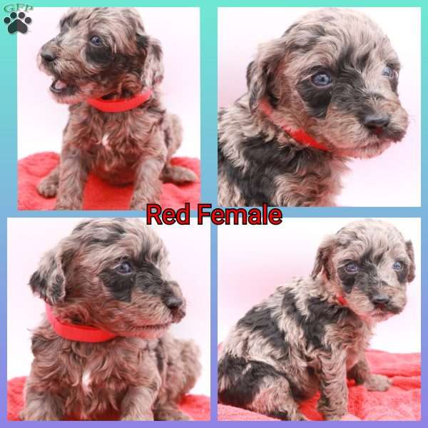 Phoenix, Mini Labradoodle Puppy