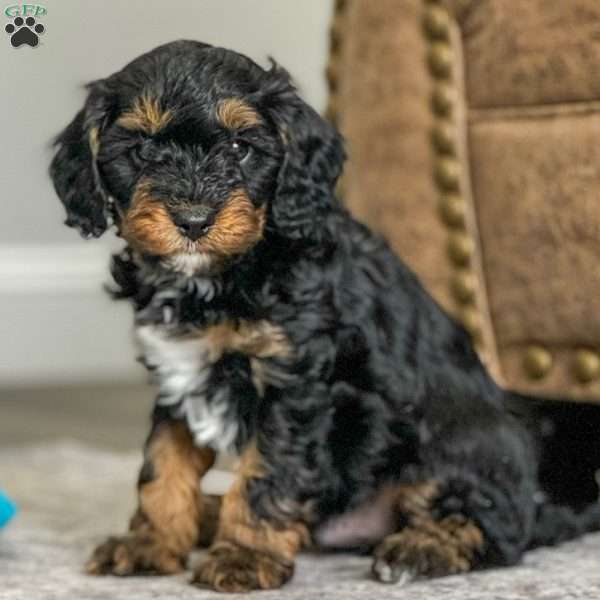 Axel, Cavapoo Puppy