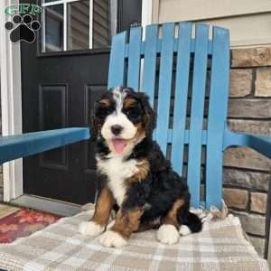 Skyla, Bernedoodle Puppy