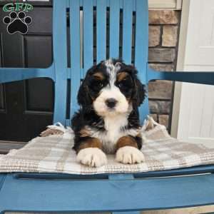 Skyla, Bernedoodle Puppy
