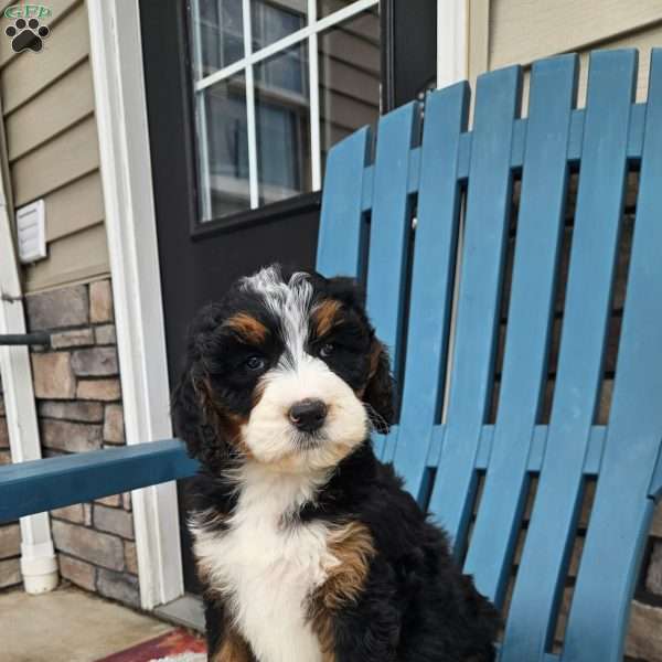 Skyla, Bernedoodle Puppy