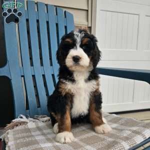 Skyla, Bernedoodle Puppy