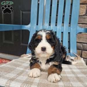 Nelly, Bernedoodle Puppy