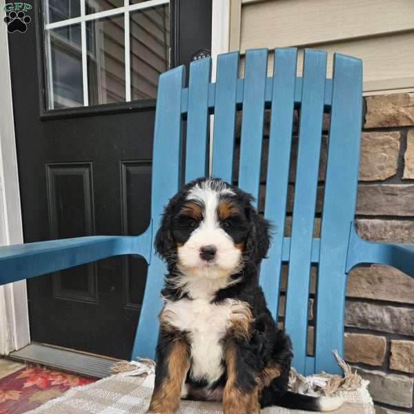 Nelly, Bernedoodle Puppy