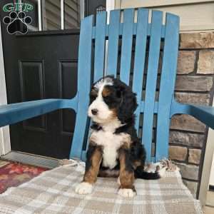 Nelly, Bernedoodle Puppy