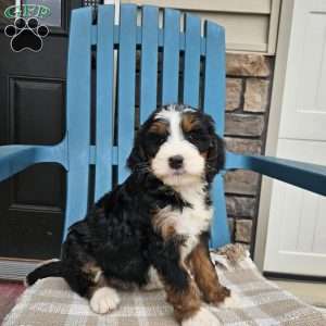 Nelly, Bernedoodle Puppy