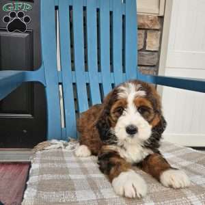 Carter, Bernedoodle Puppy