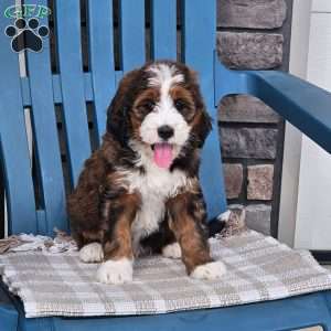 Carter, Bernedoodle Puppy