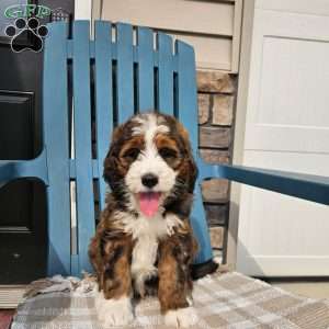 Carter, Bernedoodle Puppy