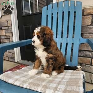 Carter, Bernedoodle Puppy