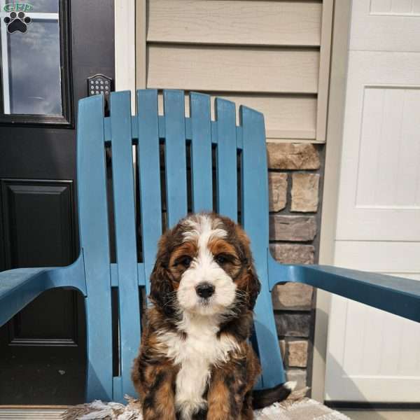 Carter, Bernedoodle Puppy