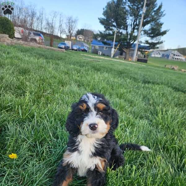 Blake, Bernedoodle Puppy