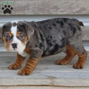 Fabian, Beabull Puppy