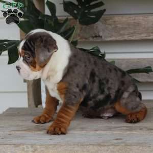 Fabian, Beabull Puppy