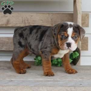 Fabian, Beabull Puppy