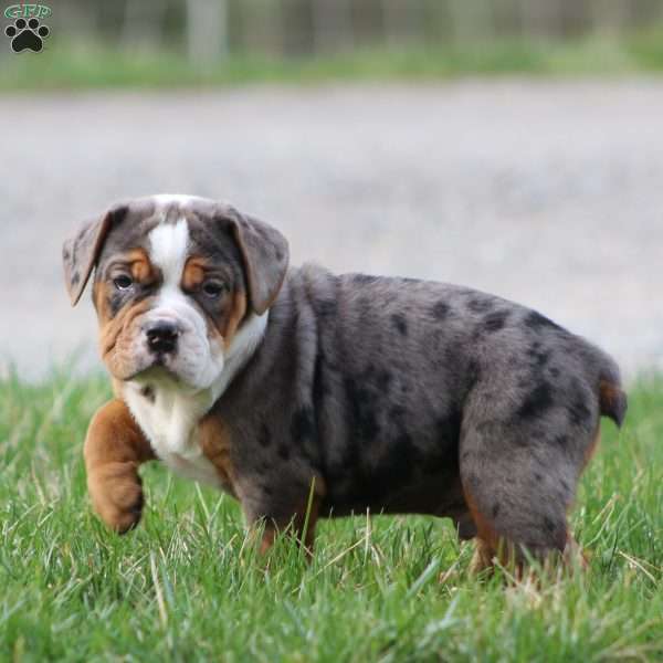 Fabian, Beabull Puppy