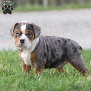 Fabian, Beabull Puppy